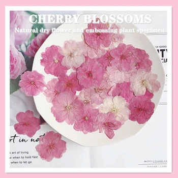 12db 3-4 cm-es préselt szárított Sakura virágnövények Herbárium epoxigyantához Ékszerkészítés Arcsmink DIY gyertya készítés